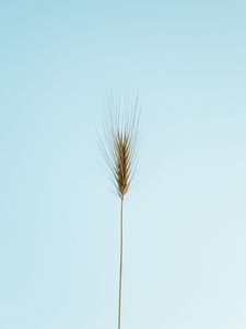 Preview wallpaper ear, plant, macro, minimalism