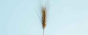 Preview wallpaper ear, plant, macro, minimalism
