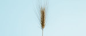 Preview wallpaper ear, plant, macro, minimalism