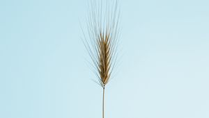 Preview wallpaper ear, plant, macro, minimalism