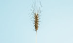 Preview wallpaper ear, plant, macro, minimalism