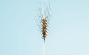 Preview wallpaper ear, plant, macro, minimalism