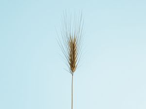 Preview wallpaper ear, plant, macro, minimalism
