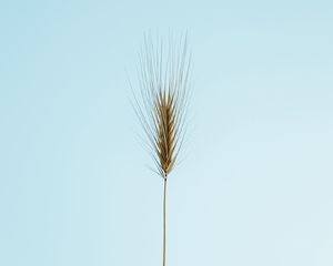 Preview wallpaper ear, plant, macro, minimalism
