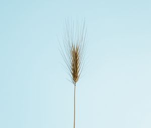 Preview wallpaper ear, plant, macro, minimalism