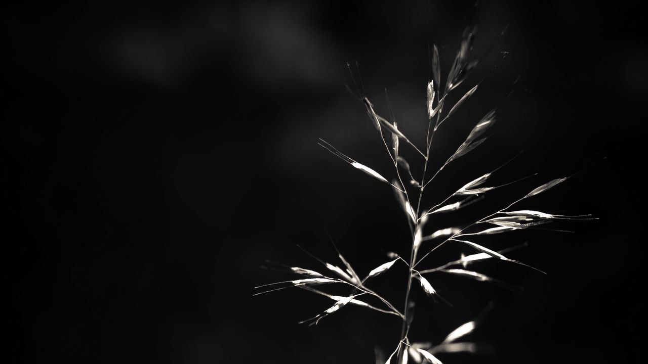 Wallpaper ear, plant, macro, bw