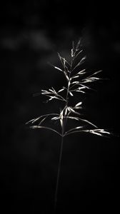 Preview wallpaper ear, plant, macro, bw
