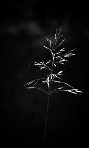 Preview wallpaper ear, plant, macro, bw