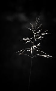 Preview wallpaper ear, plant, macro, bw
