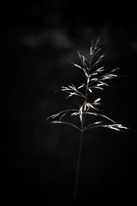 Preview wallpaper ear, plant, macro, bw