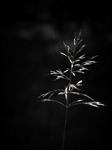 Preview wallpaper ear, plant, macro, bw