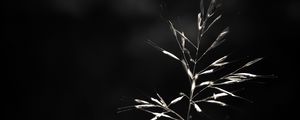 Preview wallpaper ear, plant, macro, bw