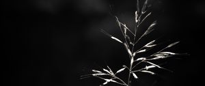 Preview wallpaper ear, plant, macro, bw
