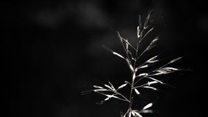 Preview wallpaper ear, plant, macro, bw