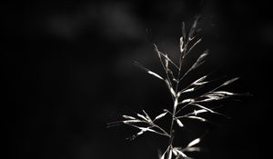 Preview wallpaper ear, plant, macro, bw