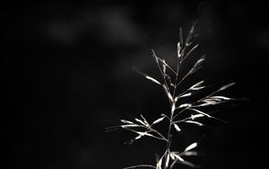 Preview wallpaper ear, plant, macro, bw