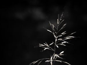 Preview wallpaper ear, plant, macro, bw