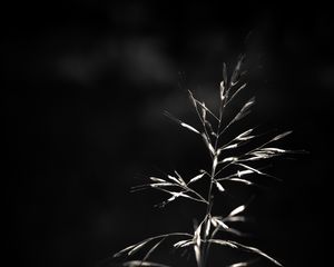 Preview wallpaper ear, plant, macro, bw