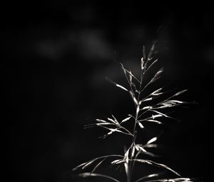 Preview wallpaper ear, plant, macro, bw