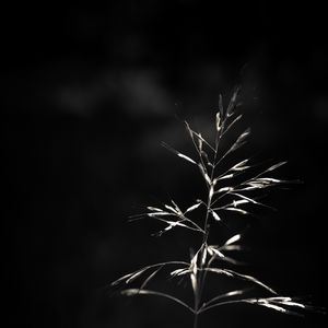 Preview wallpaper ear, plant, macro, bw