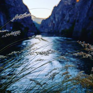 Preview wallpaper ear, river, mountains