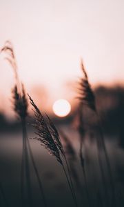 Preview wallpaper ear, sun, sunset, evening