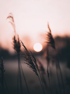 Preview wallpaper ear, sun, sunset, evening