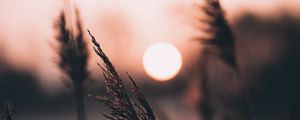 Preview wallpaper ear, sun, sunset, evening