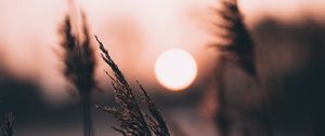 Preview wallpaper ear, sun, sunset, evening