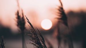 Preview wallpaper ear, sun, sunset, evening