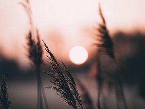 Preview wallpaper ear, sun, sunset, evening