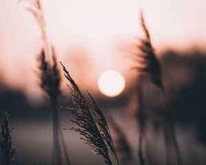 Preview wallpaper ear, sun, sunset, evening