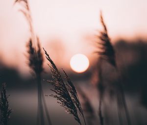 Preview wallpaper ear, sun, sunset, evening