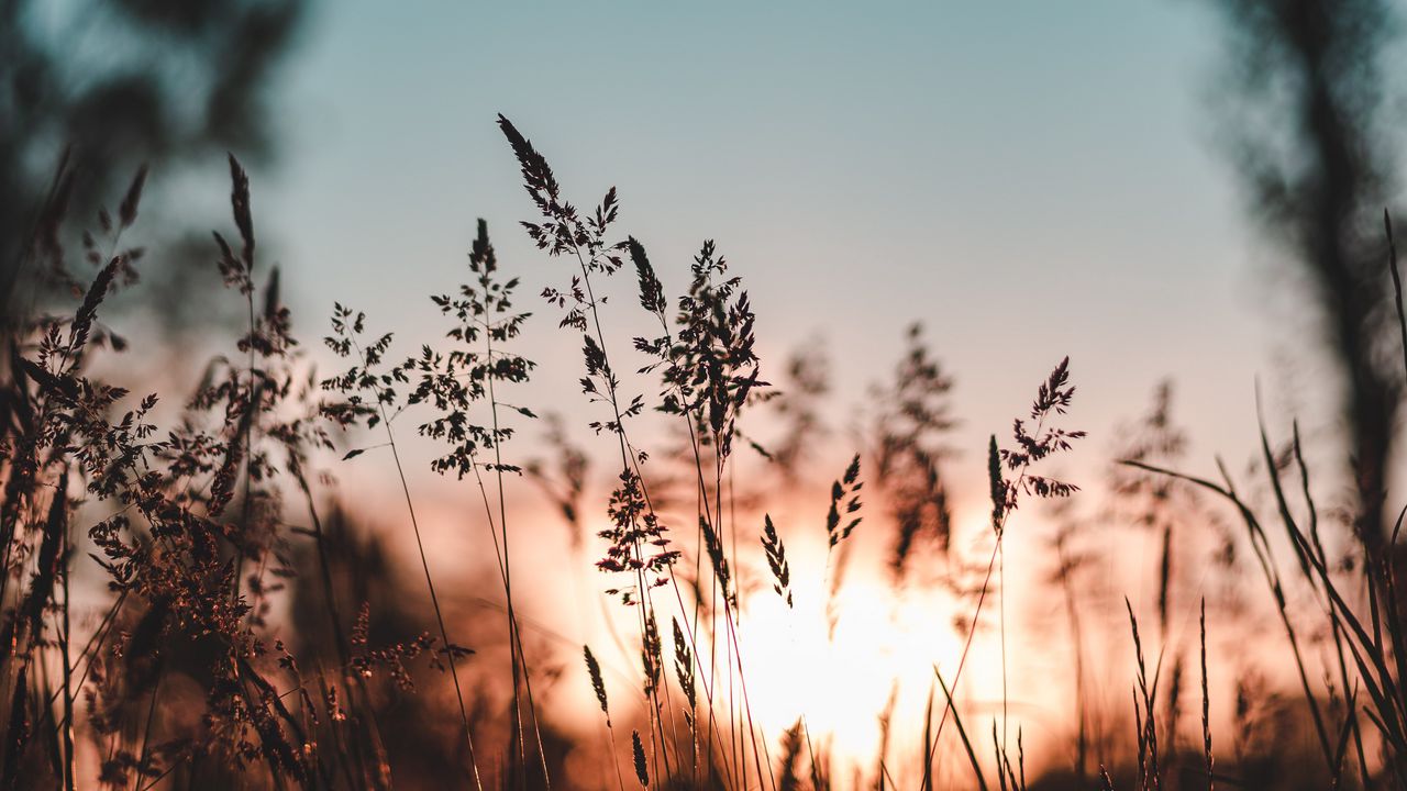 Wallpaper ear, sunset, grass, evening