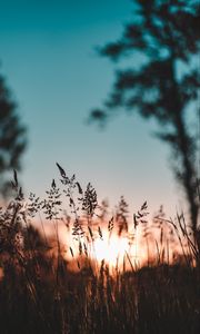 Preview wallpaper ear, sunset, grass, evening