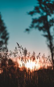 Preview wallpaper ear, sunset, grass, evening