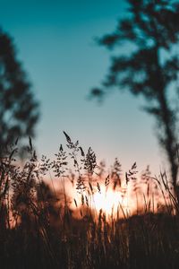 Preview wallpaper ear, sunset, grass, evening
