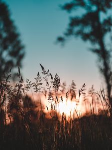 Preview wallpaper ear, sunset, grass, evening
