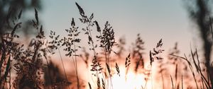 Preview wallpaper ear, sunset, grass, evening
