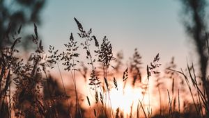 Preview wallpaper ear, sunset, grass, evening