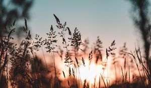 Preview wallpaper ear, sunset, grass, evening