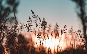Preview wallpaper ear, sunset, grass, evening