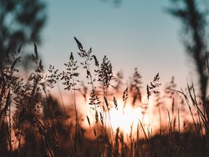 Preview wallpaper ear, sunset, grass, evening