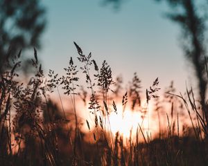 Preview wallpaper ear, sunset, grass, evening