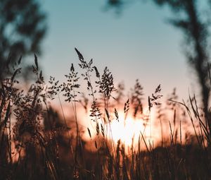 Preview wallpaper ear, sunset, grass, evening