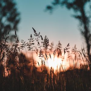 Preview wallpaper ear, sunset, grass, evening