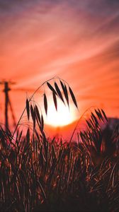 Preview wallpaper ear, sunset, sun, grass, silhouette