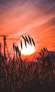 Preview wallpaper ear, sunset, sun, grass, silhouette