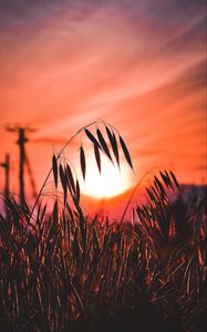 Preview wallpaper ear, sunset, sun, grass, silhouette