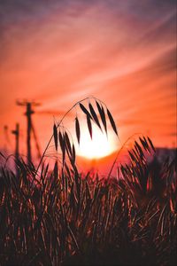 Preview wallpaper ear, sunset, sun, grass, silhouette